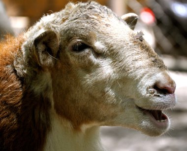 waccatee zoo - keçi konuşuyor