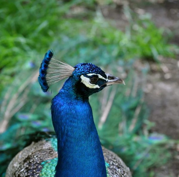 Zoo Waccatee - Páv regal modrá 2 — Stock fotografie