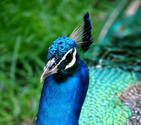 Waccatee zoo - olhar de lado de pavão — Fotografia de Stock