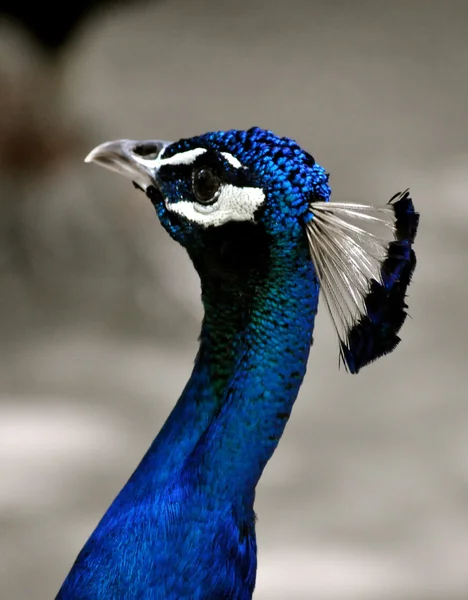 Waccatee de zoo - peacock kijkt naar kant — Stockfoto