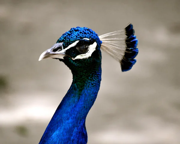 Waccatee Hayvanat Bahçesi - peacock mavi — Stok fotoğraf