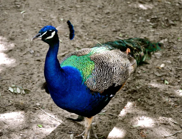 Waccatee zoo - peacock hoofd naar links — Stockfoto