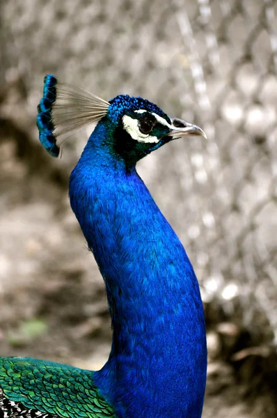 Waccatee Zoo - Pavão olhando para o lado 2 — Fotografia de Stock