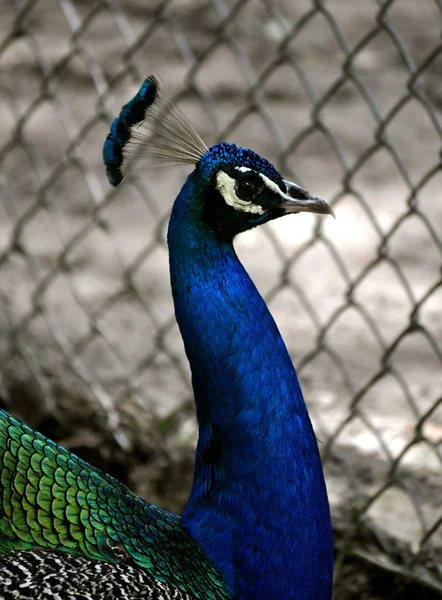 Zoo Waccatee - Páv boční pohled — Stock fotografie