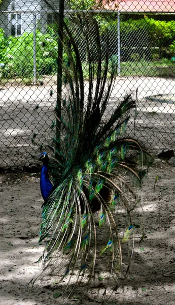 Waccatee zoo - Pfau volle Federn Seite — Stockfoto