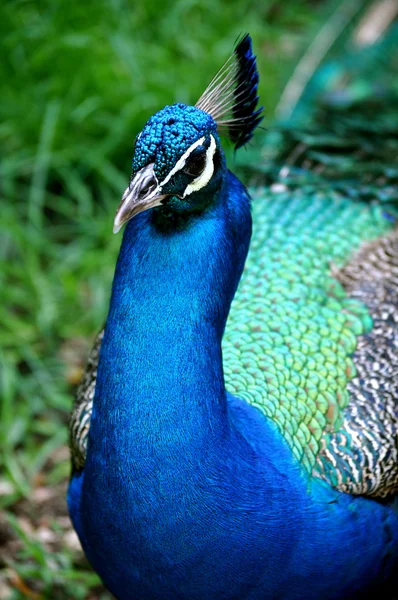 Waccatee zoo - olhar de lado de pavão — Fotografia de Stock