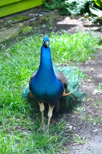Waccatee zoo - peacock rechte stare — Stockfoto