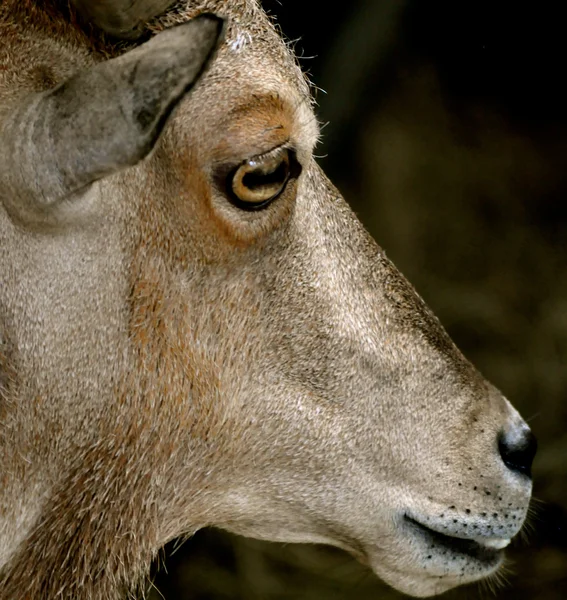 Waccatee zoo - Ziege starrt 4 — Stockfoto