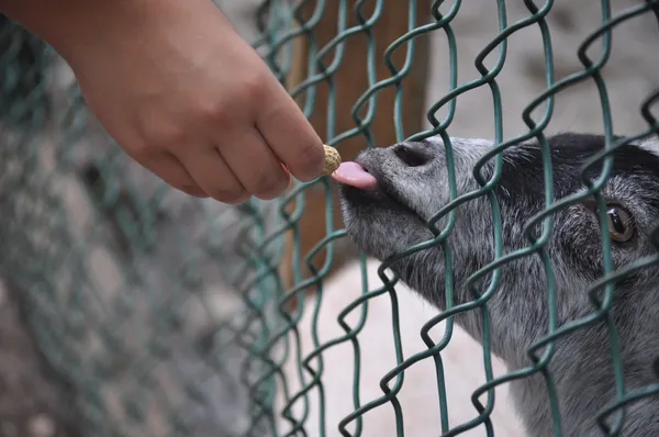 Myrtle Beach - Hand feeding a Goat
