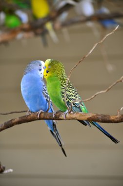 parakeets öpüşme