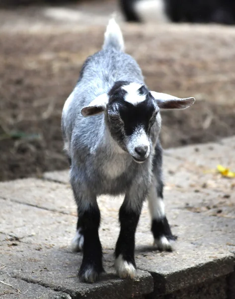 Bébé chèvre — Photo