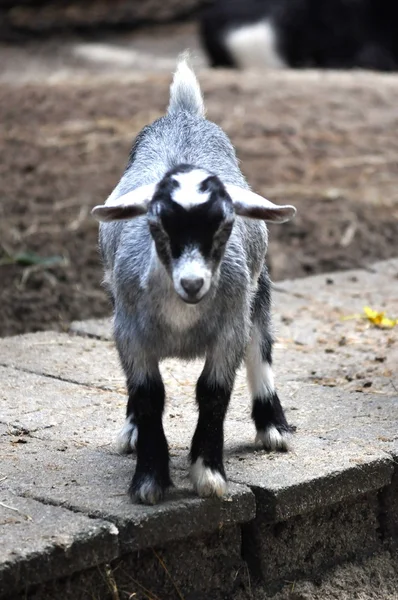 Baby Goat 3 — Stock Photo, Image