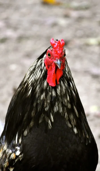 Gallo nero e rosso — Foto Stock