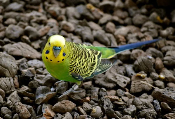 Budgerigar — Stockfoto