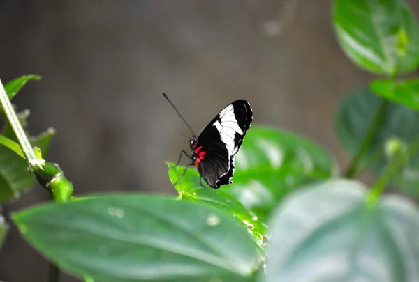 Schmetterling auf Blatt — Stockfoto