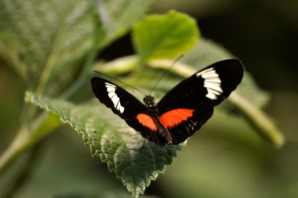 Borboleta em folha — Fotografia de Stock