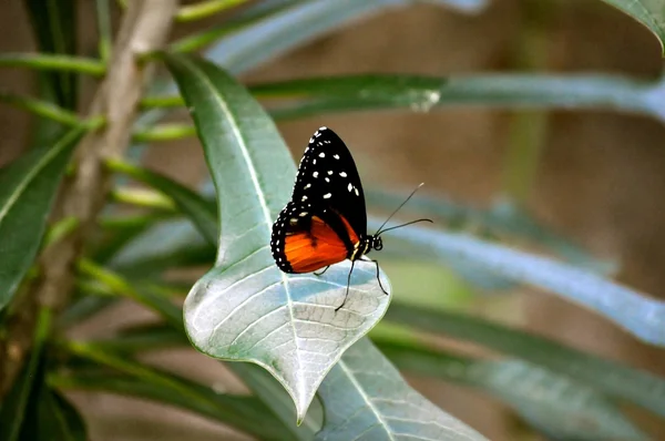 Schmetterling auf Blatt — Stockfoto