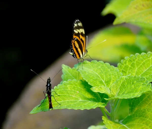 Schmetterling auf Blättern — Stockfoto