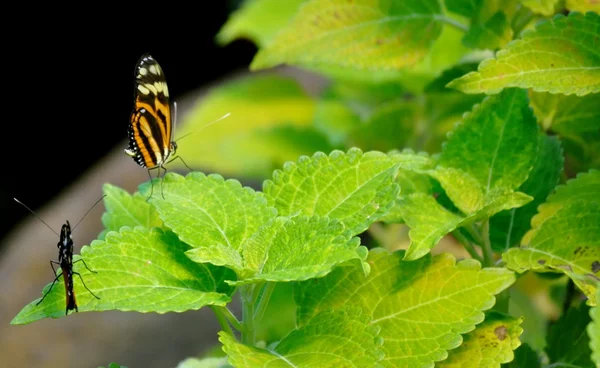 Borboleta em folhas — Fotografia de Stock