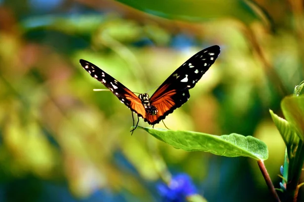 Πεταλούδα στα φύλλα — Φωτογραφία Αρχείου
