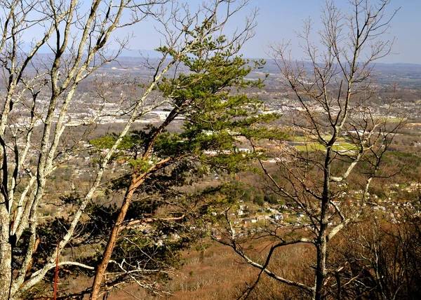 Città attraverso gli alberi — Foto Stock