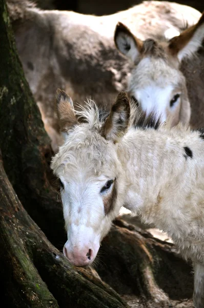 Olhos de burro — Fotografia de Stock