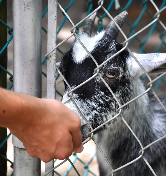 Goat eats through fence — Stock Photo, Image