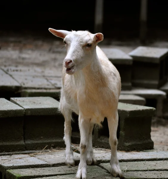 Goat berbicara — Stok Foto