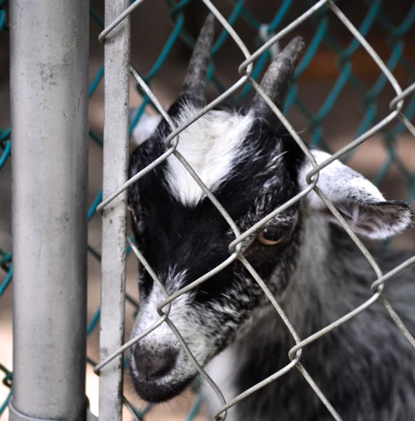 Goat stares behind fence — Stock Photo, Image