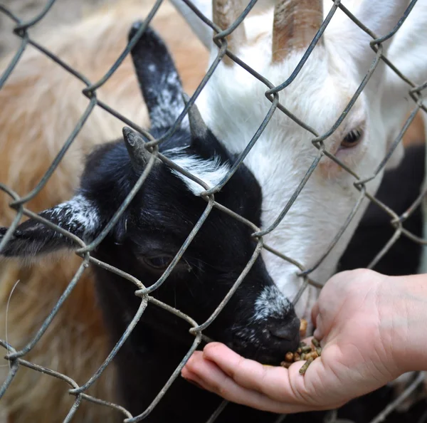 Goats eating — Stock Photo, Image