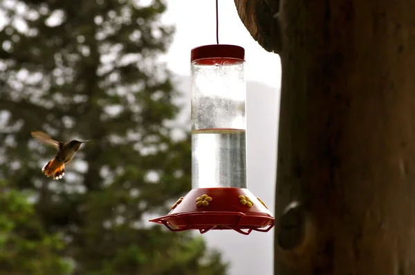 Hummingbird Flies to feeder — Stock Photo, Image
