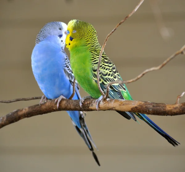 Two Parakeets — Stock Photo © refocusphoto 30902327