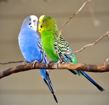 Two Parakeets clipart