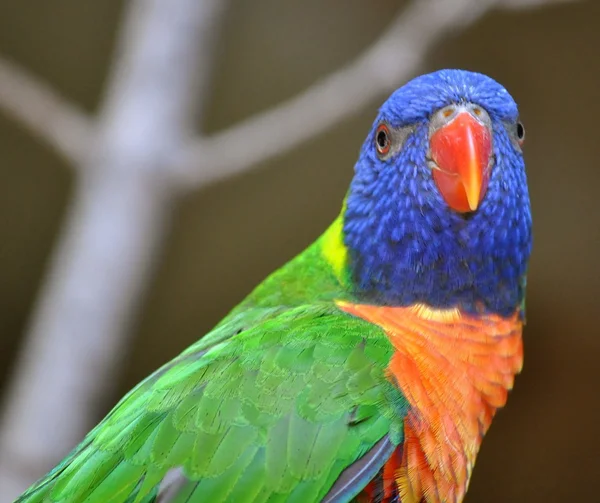 Parakeet — Stock Photo, Image