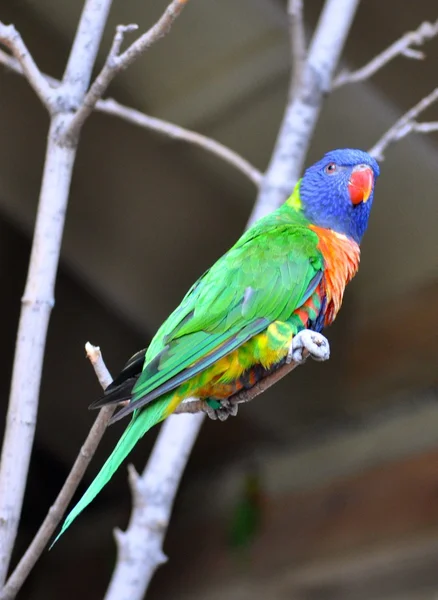 Parakeet on branch — Stock Photo, Image