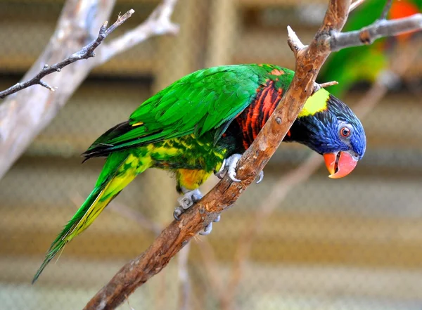 Parakeet on branch — Stock Photo, Image