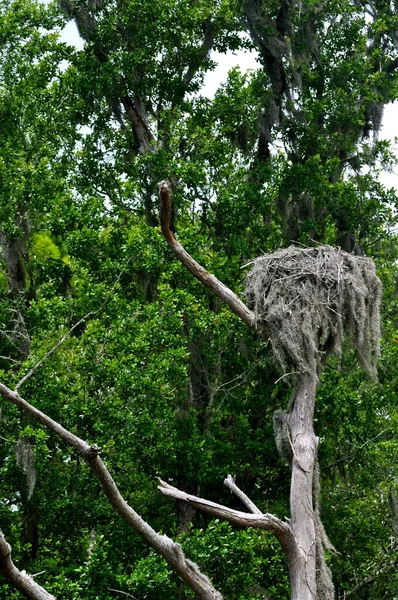 Peregrine Falcon Nest — Stock Photo, Image