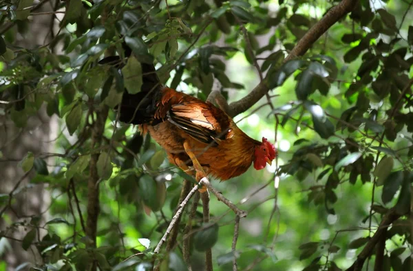 Galo em árvores — Fotografia de Stock