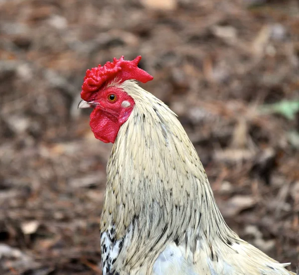 หัวไก่ — ภาพถ่ายสต็อก
