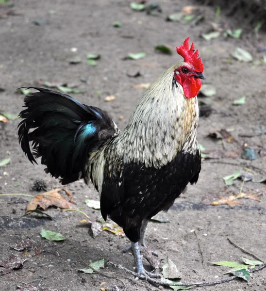 Miradas de gallo — Foto de Stock