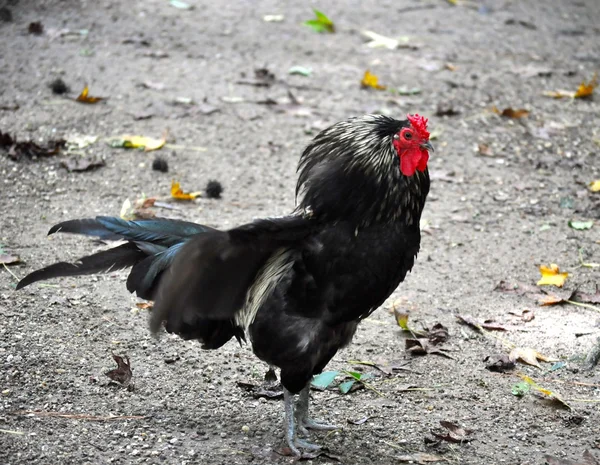 Haan opgeblazen — Stockfoto