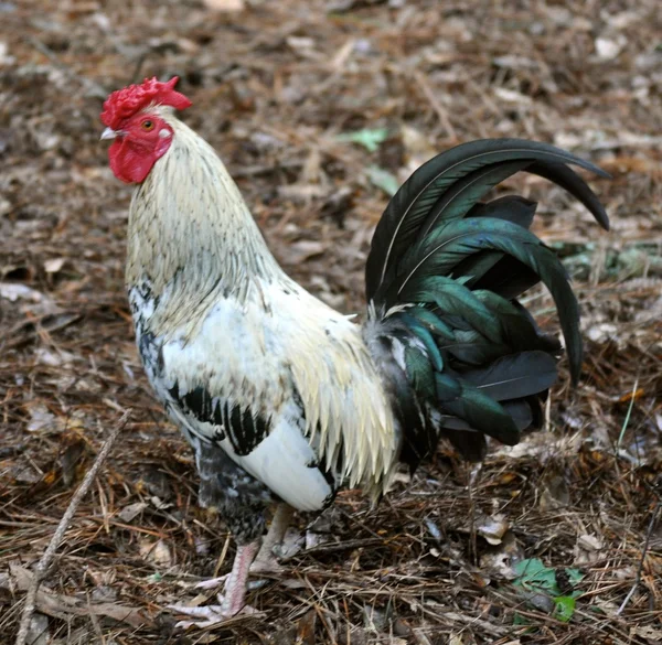 Soportes de gallo — Foto de Stock