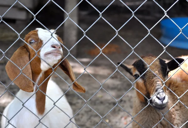 Two goats — Stock Photo, Image