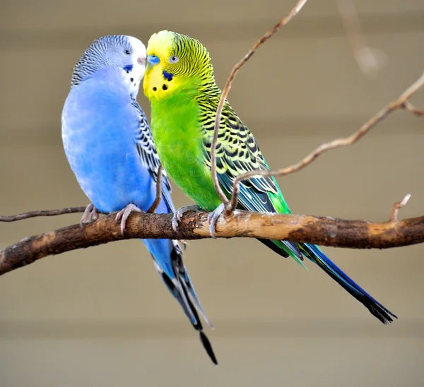 İki muhabbet kuşu — Stok fotoğraf