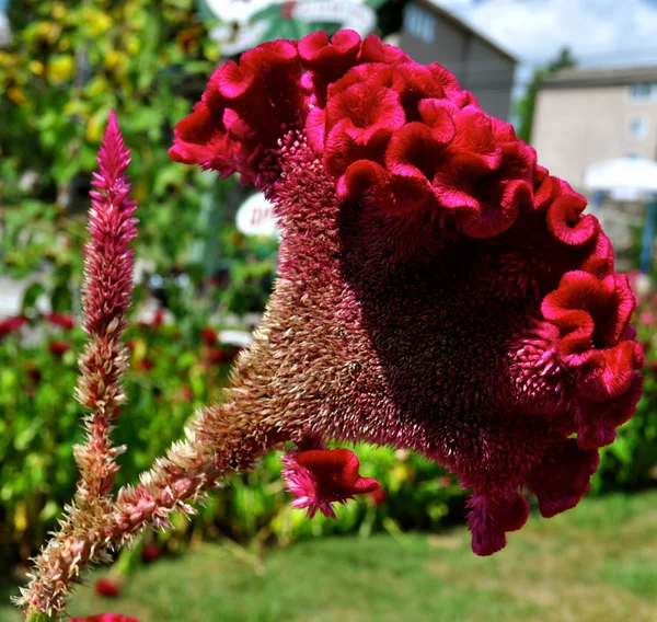 Hjärnan blomma Stockbild