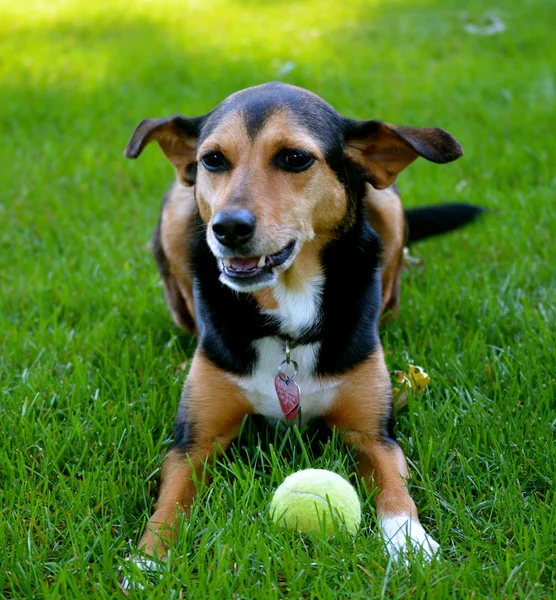 Mager - min-pin Beagle Mischlingshund — Stockfoto
