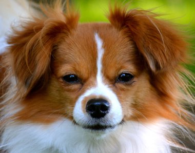pappillon köpek yavrusu kameraya bakıyor