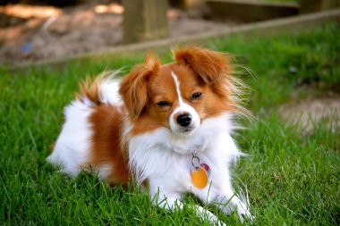 pappillon köpek yavrusu kameraya bakıyor