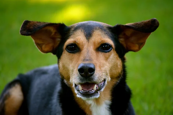 Meagle - Min-Pin Beagle Mixed Breed Dog — Stock Photo, Image