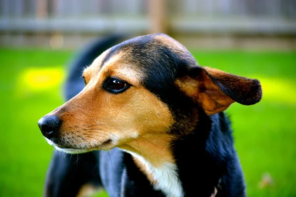Meagle - min-pin beagle ırkı köpek karışık. — Stok fotoğraf